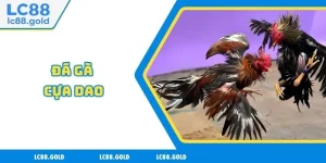 Đá Gà LC88 - Uy Tín Tuyệt Đối, Ưu Đãi Ngập Tràn