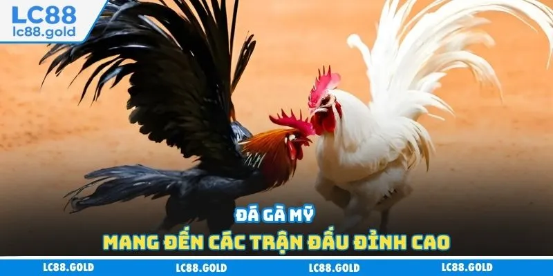 Đá Gà Cựa Dao - Cập Nhật Các Hình Thức Cược Phổ Biến Đá Gà Cựa Dao - Cập Nhật Các Hình Thức Cược Phổ Biến