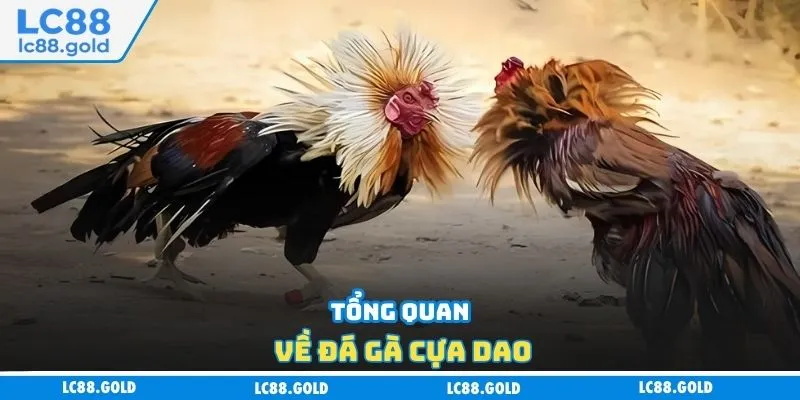 Đá Gà Cựa Dao - Cập Nhật Các Hình Thức Cược Phổ Biến Đá Gà Cựa Dao - Cập Nhật Các Hình Thức Cược Phổ Biến