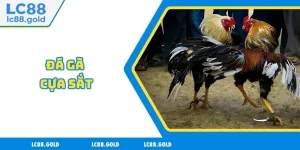 Đá Gà LC88 - Uy Tín Tuyệt Đối, Ưu Đãi Ngập Tràn