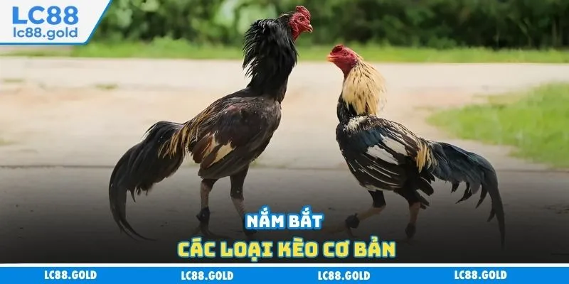 Đá Gà Cựa Sắt Là Gì? Tổng Hợp Thông Tin Mới Nhất