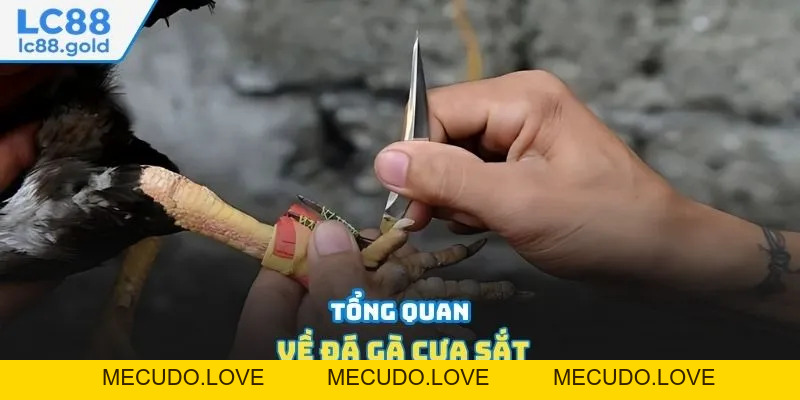 Đá Gà Cựa Sắt Là Gì? Tổng Hợp Thông Tin Mới Nhất