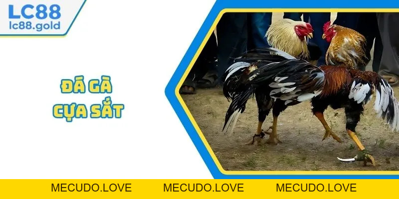 Đá Gà Cựa Sắt Là Gì? Tổng Hợp Thông Tin Mới Nhất