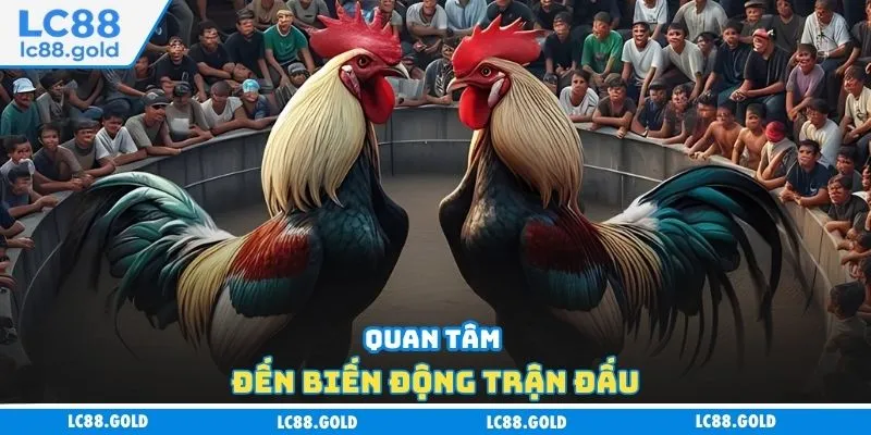 Đá Gà Trực Tiếp - Lựa Chọn Hàng Đầu Của Mọi Tân Thủ Đá Gà Trực Tiếp - Lựa Chọn Hàng Đầu Của Mọi Tân Thủ