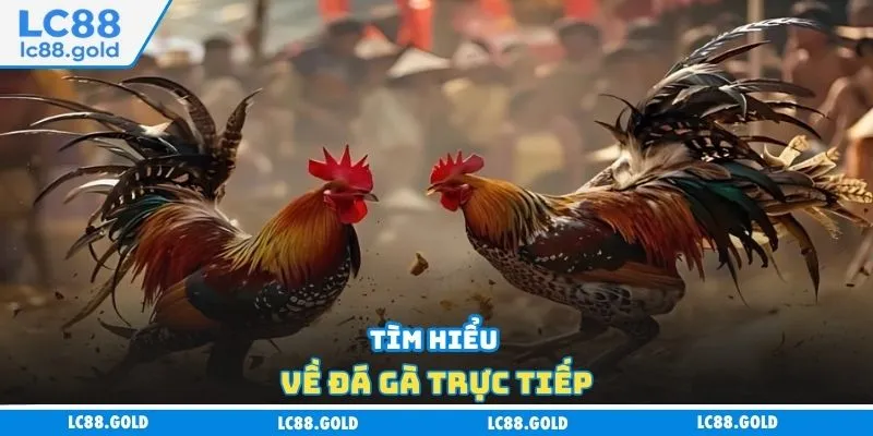 Đá Gà Trực Tiếp - Lựa Chọn Hàng Đầu Của Mọi Tân Thủ Đá Gà Trực Tiếp - Lựa Chọn Hàng Đầu Của Mọi Tân Thủ
